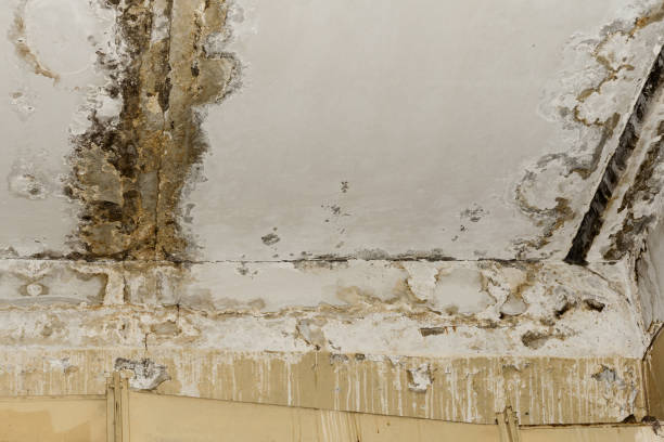 Mold Remediation for Vacation Homes in Southfield, MI